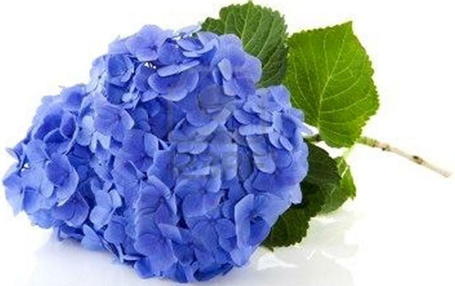 Villa Les Hortensias B&B Arcangues Εξωτερικό φωτογραφία