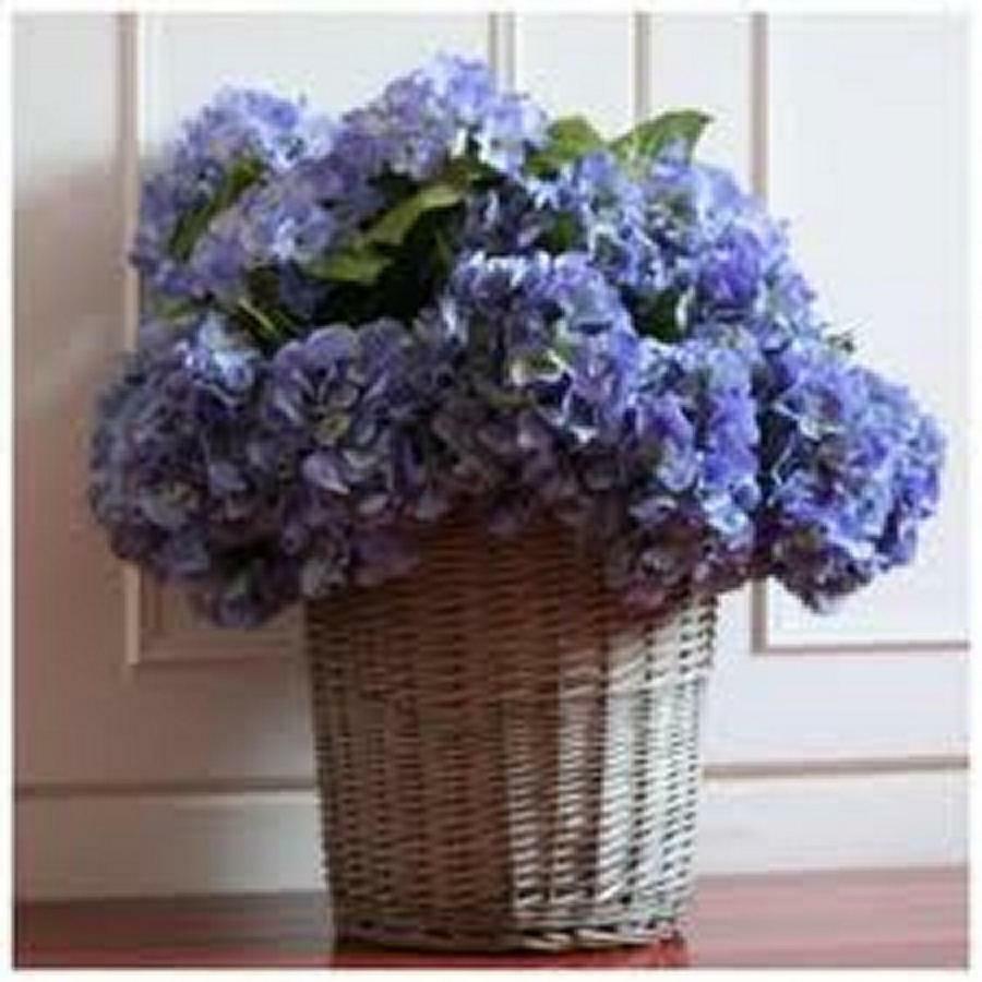 Villa Les Hortensias B&B Arcangues Εξωτερικό φωτογραφία