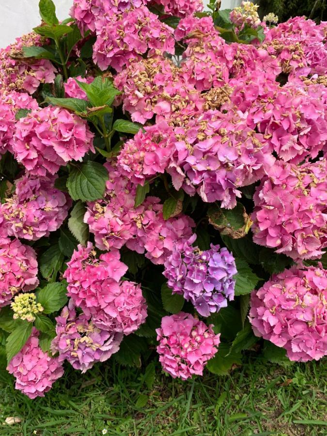 Villa Les Hortensias B&B Arcangues Εξωτερικό φωτογραφία